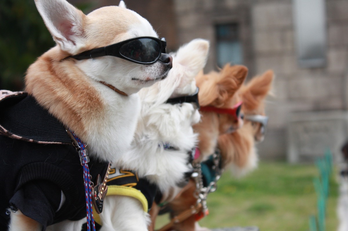 Moda canină: între pufos și fabulos
